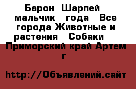 Барон (Шарпей), мальчик 3 года - Все города Животные и растения » Собаки   . Приморский край,Артем г.